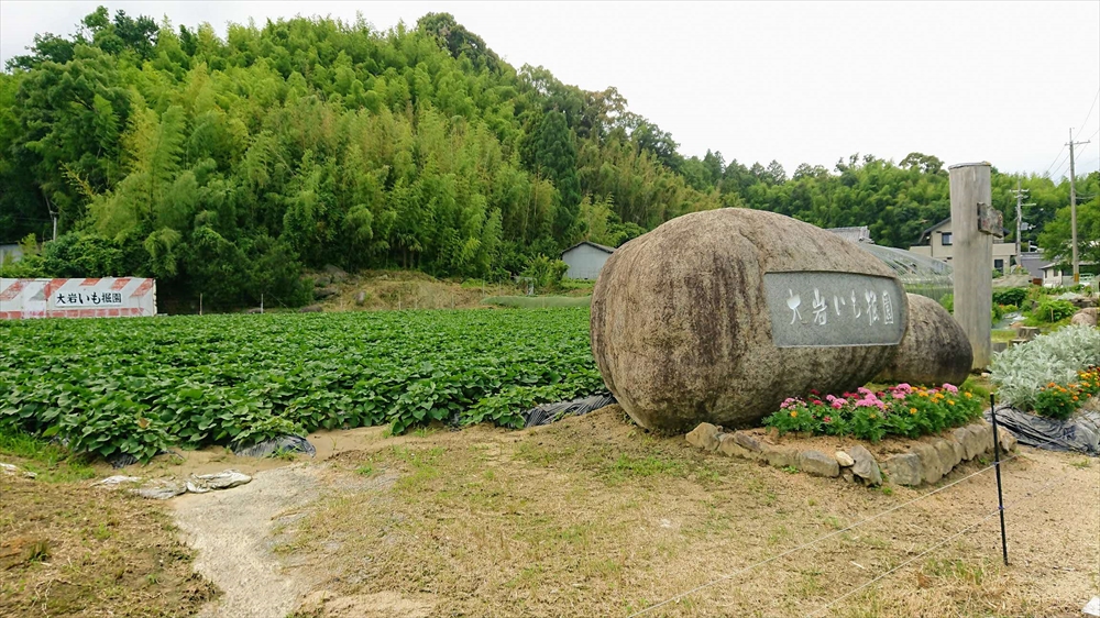 大岩いも掘り園